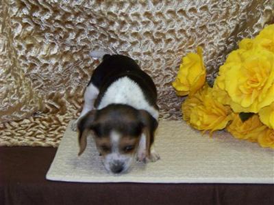 Beagle Puppies for Sale